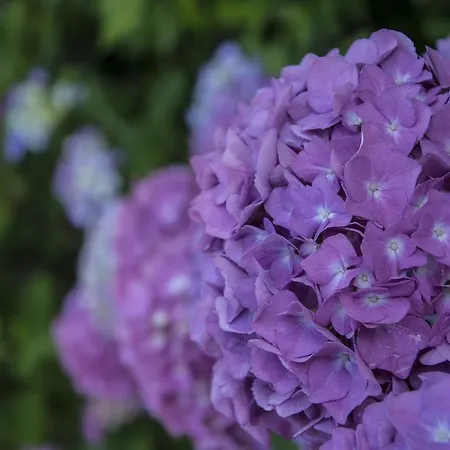 Gardazzurro